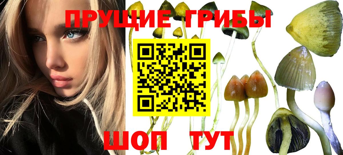 Подольск  где купить наркотик  Вход с VPN  Псилоцибиновые грибы Psilocybine cubensis 